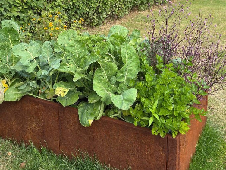 Cortenstahl Hochbeet 80 cm breit mit frischem Gemüse und Kräutern – langlebiges Gartenhochbeet von byJEMA