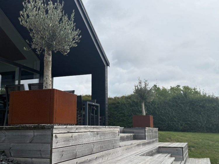 corten-60-oliventrae1