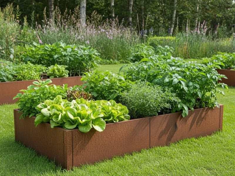 CUBY Hochbeet aus Cortenstahl mit Salat im Gemüsegarten