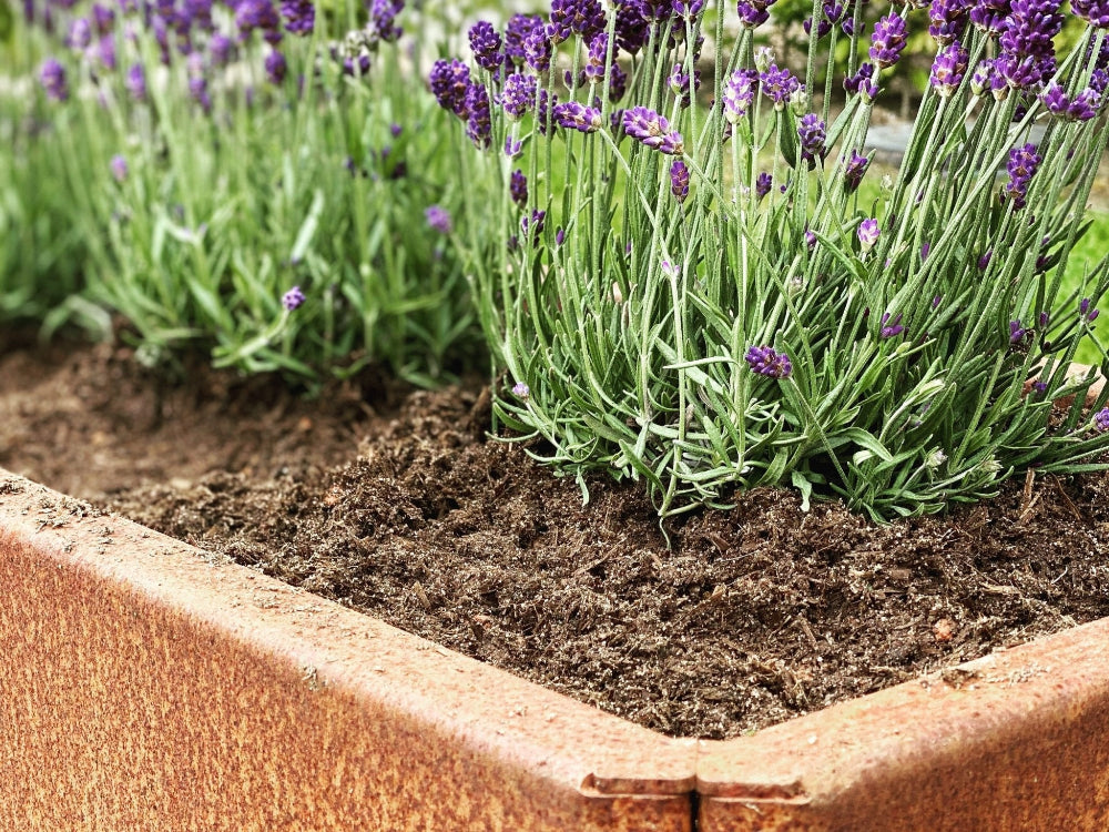 Detailaufnahme eines EDGY Hochbeets aus Cortenstahl mit Lavendel