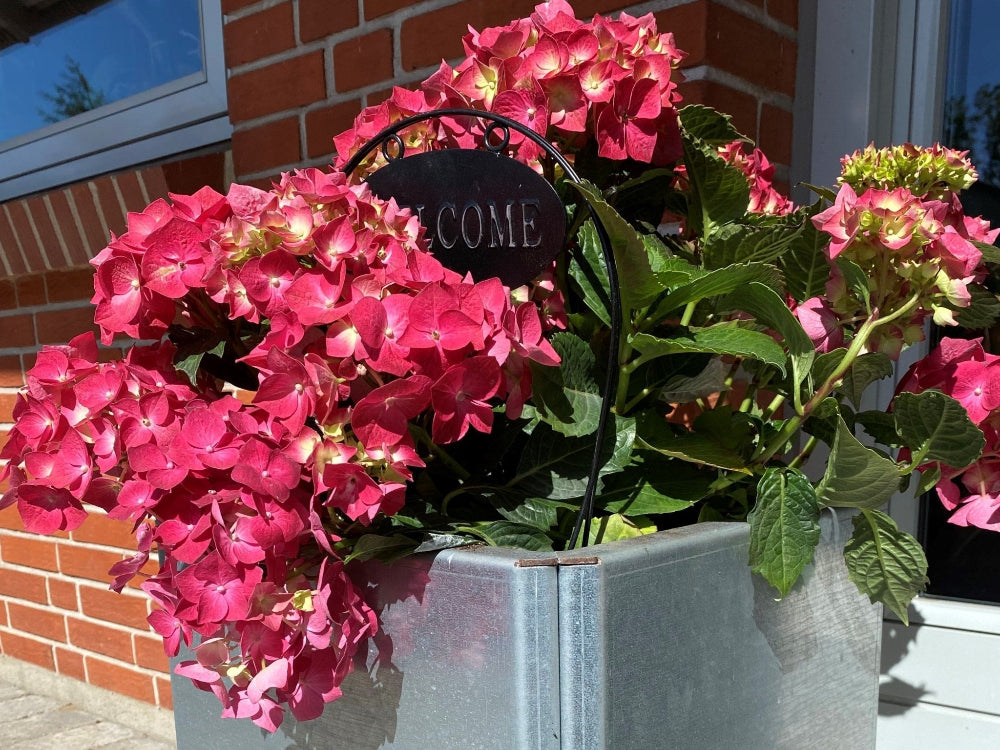 Detailaufnahme eines EDGY Pflanzkübels aus verzinktem Stahl mit Hortensie