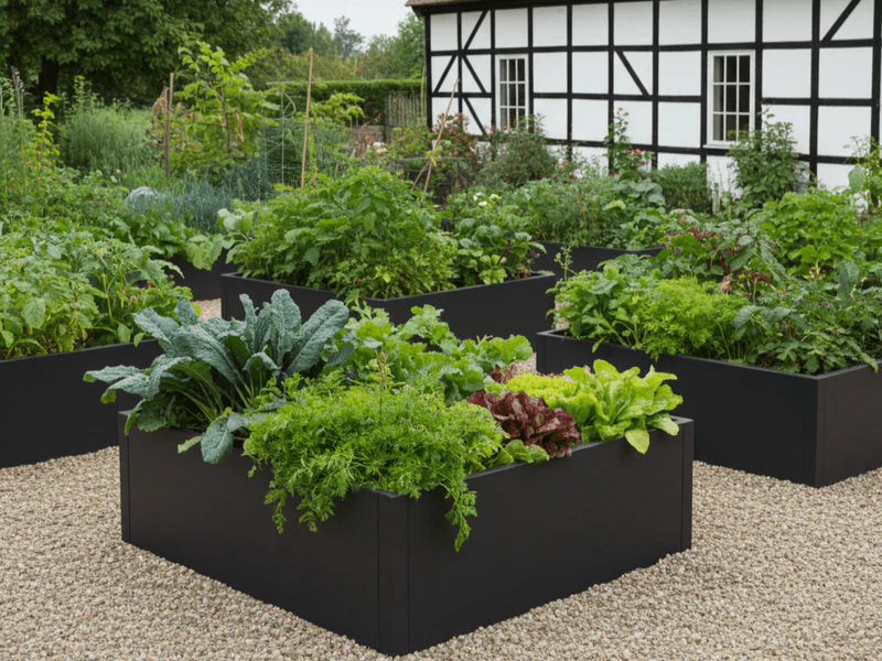 Hochbeet aus schwarzem Stahl mit Salat und Kohl im Garten neben Fachwerkhaus