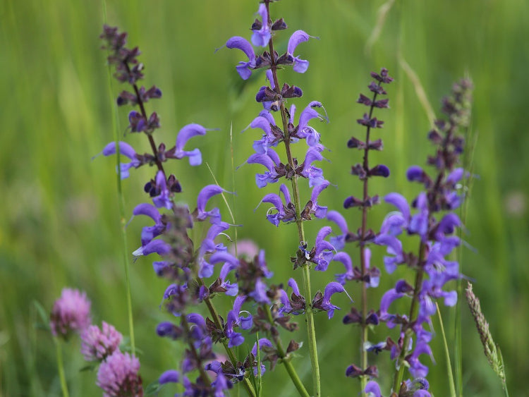 meadow-sage