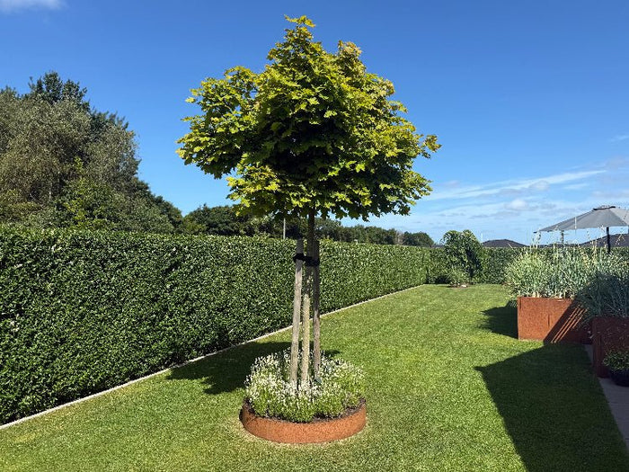 Runde Beeteinfassung aus Cortenstahl mit Pflanzen entlang einer Gartenhecke