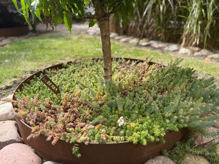 Cortenstahl Beeteinfassung rund um einen Baum – langlebiger Pflanzring für Garten und Vorgarten