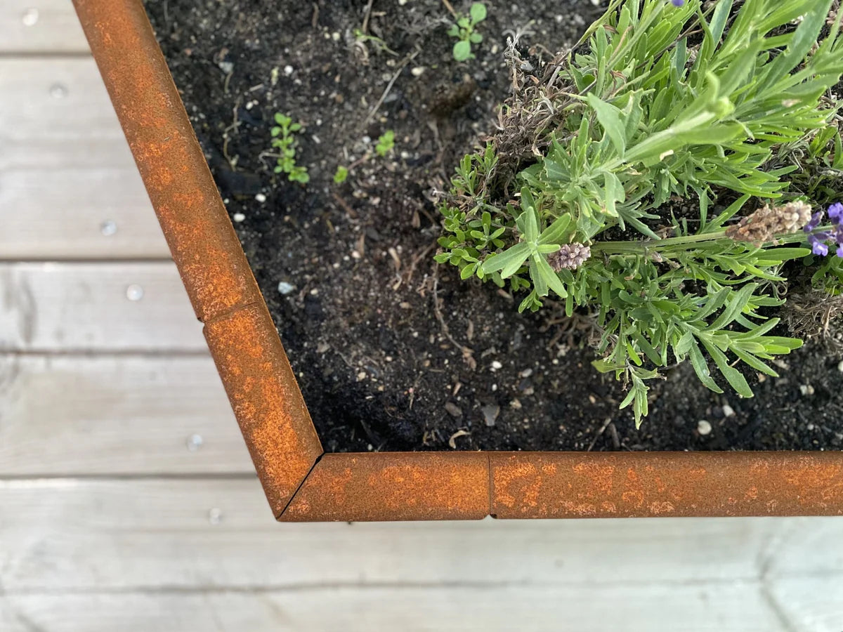 Detail eines byJEMA Pflanzkübels aus Cortenstahl mit Lavendel von oben gesehen
