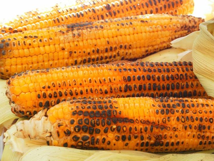 corn-majskolbe