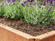 Detailaufnahme eines EDGY Hochbeets aus Cortenstahl mit Lavendel