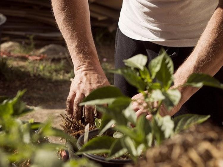 garden plante