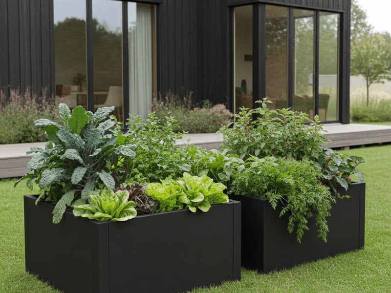 Hochbeete aus schwarzem Stahl mit Salat, Kohl und Kräutern neben modernem Haus